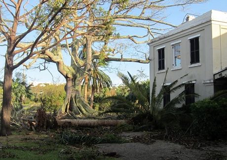 BERMUDA_Bermuda _rectorygarden