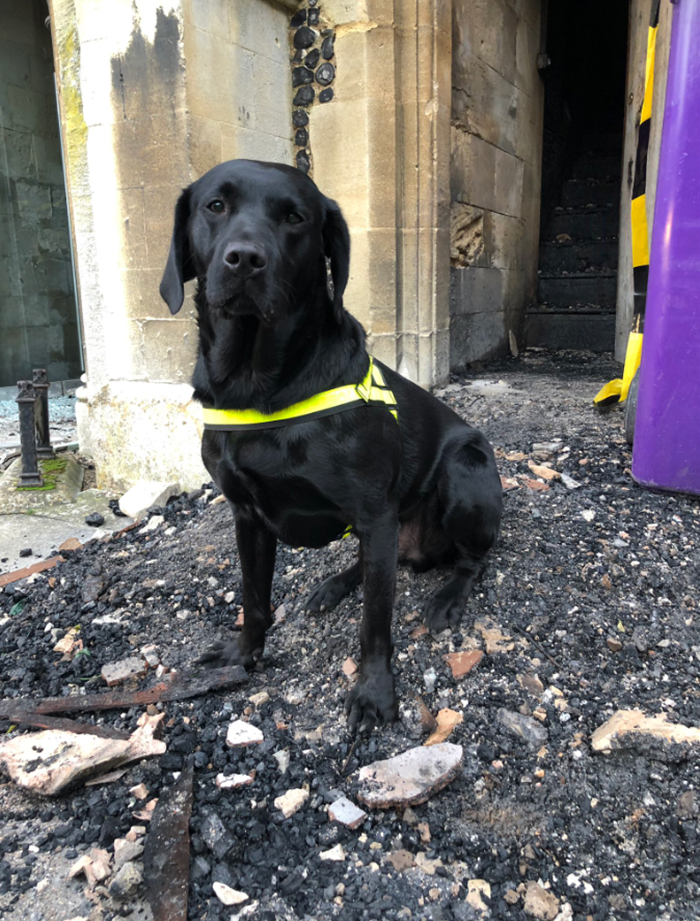 Herts -Fire -Rescue -Service _specialist -sniffer -dog -Reqs -St -John -the -Baptist -Church -Royston _700x 921